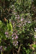 Clinopodium menthifolium (cfr.)